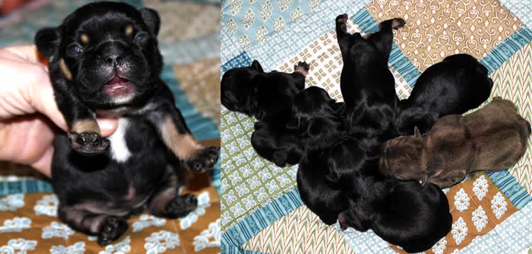 black french bulldog puppies